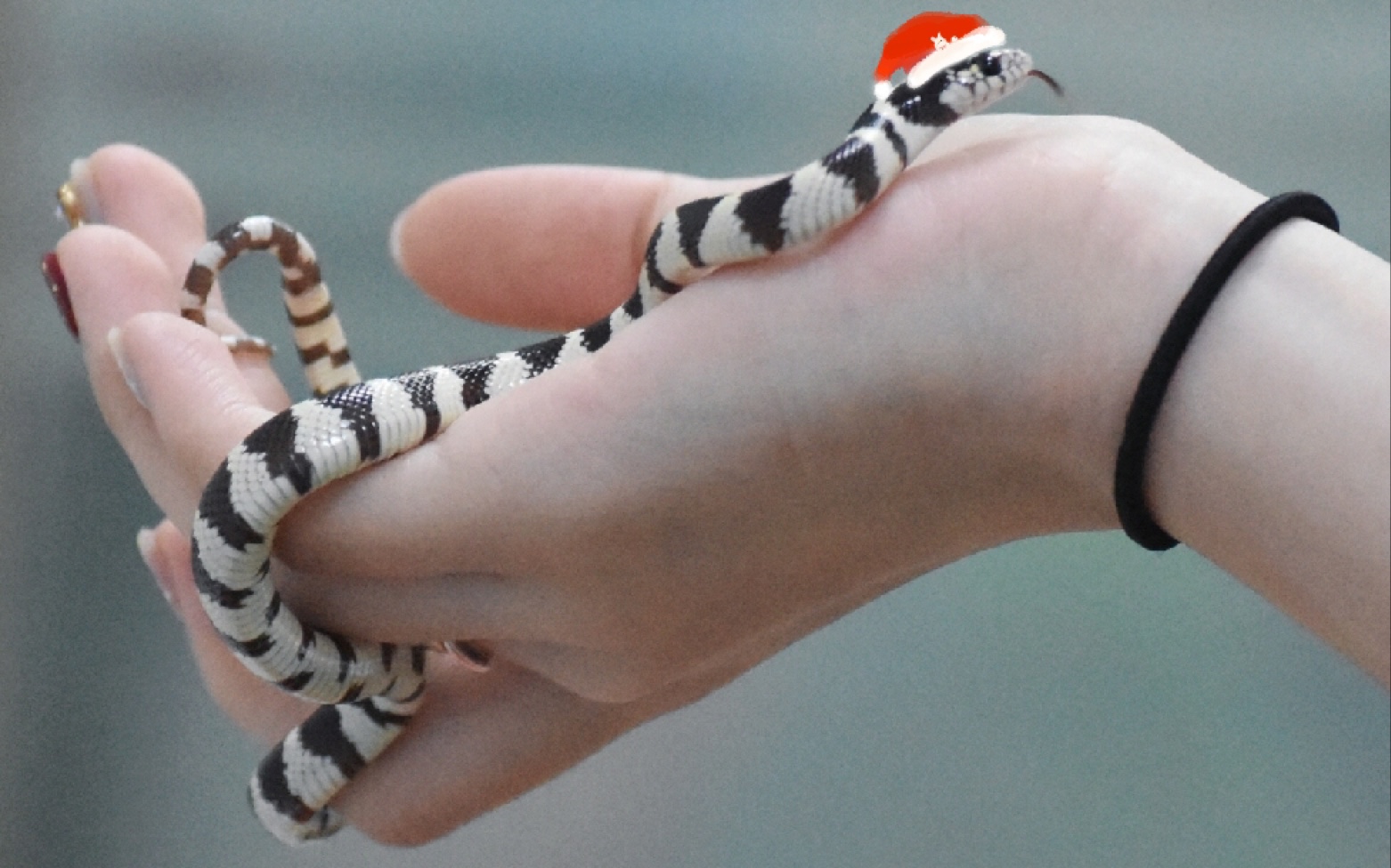 黑白王蛇幼体喂食