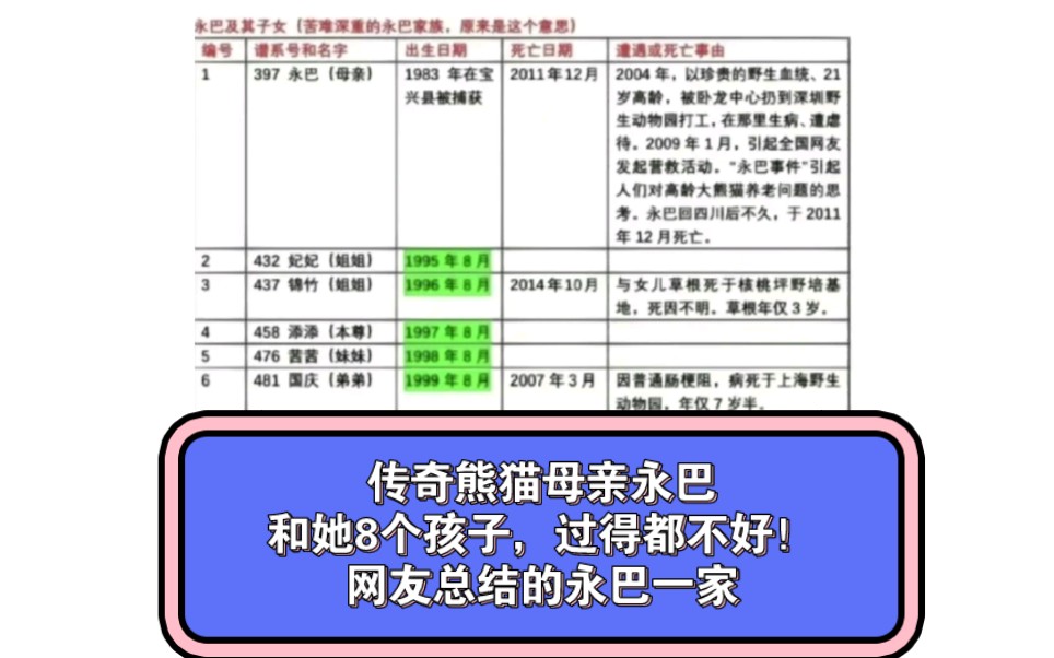 传奇熊猫母亲永巴和她8个孩子,过得都不好!网友总结的永巴一家哔哩哔哩bilibili