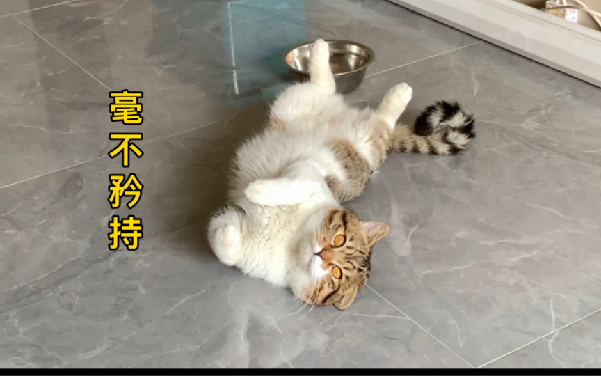 团团猪在地上打滚,可爱程度100.001%哔哩哔哩bilibili