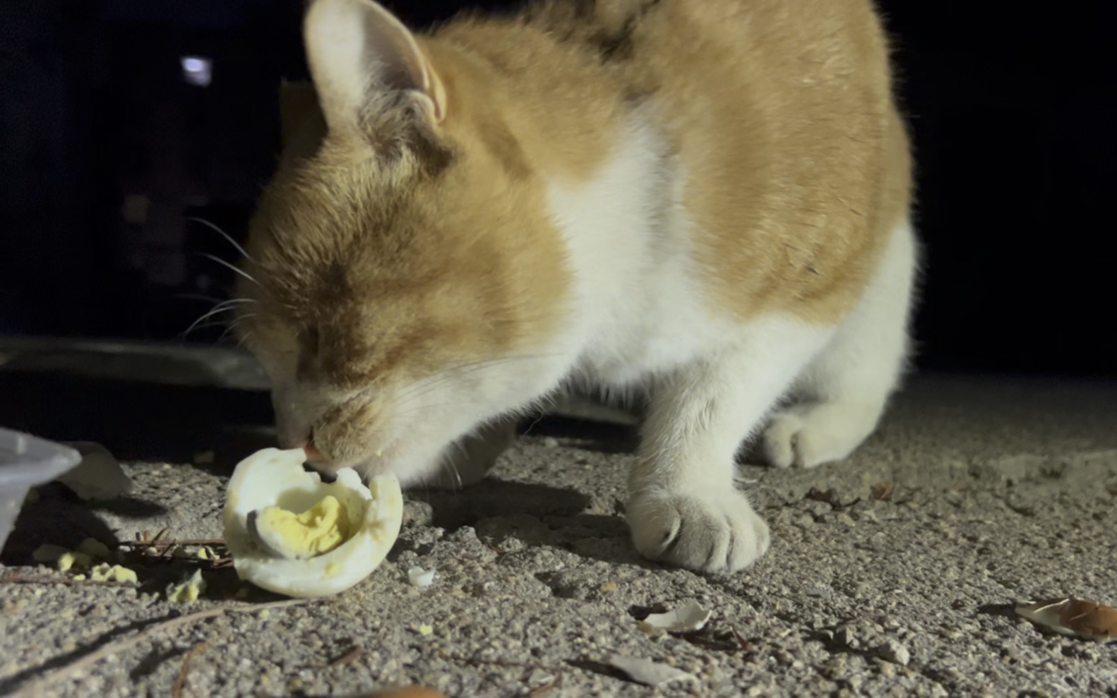 大橘猫吃鸡蛋(住在邻居家楼梯上酷爱吃鸡蛋的亲人猫咪,我叫它大黄)