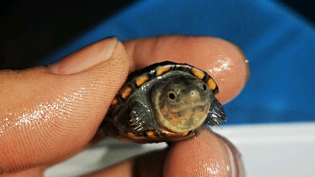 (红面蛋龟)发色中的红面苗