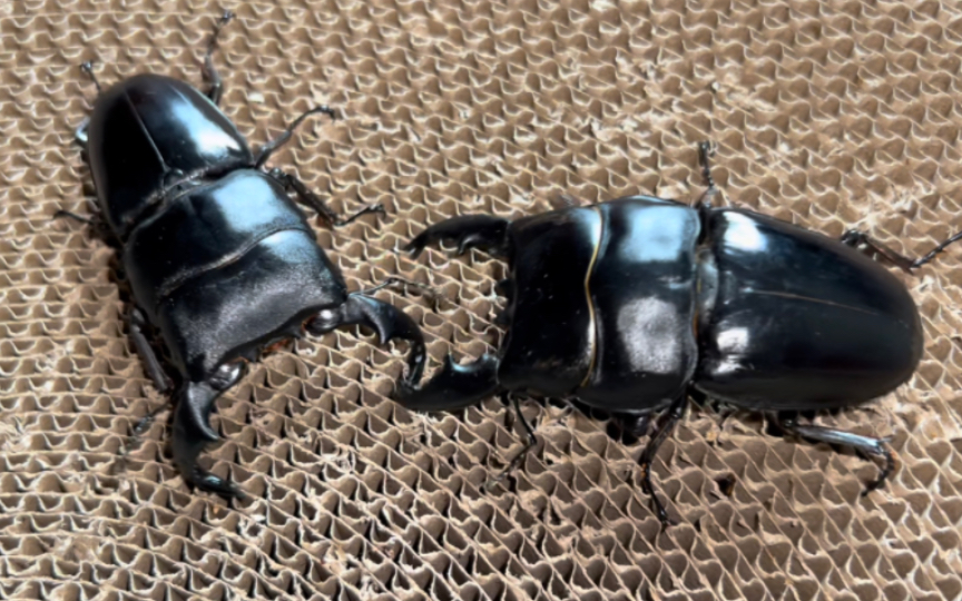 82mm牛头扁锹 vs 90mm短齿苏门答腊宽扁 二番战