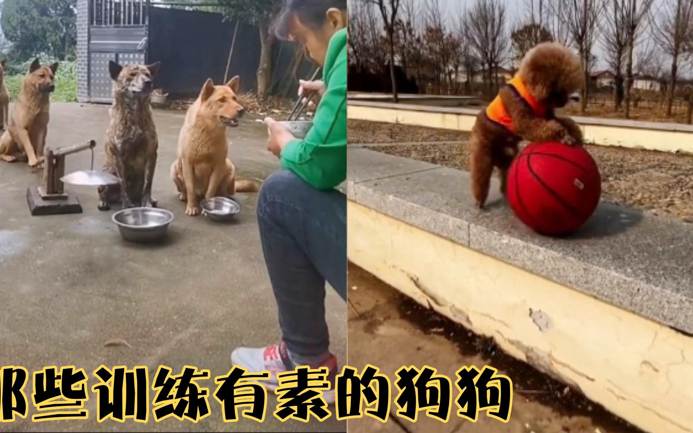 这些狗狗都上过训练学校吗,各个都身怀绝技,会玩篮球还会走秀.