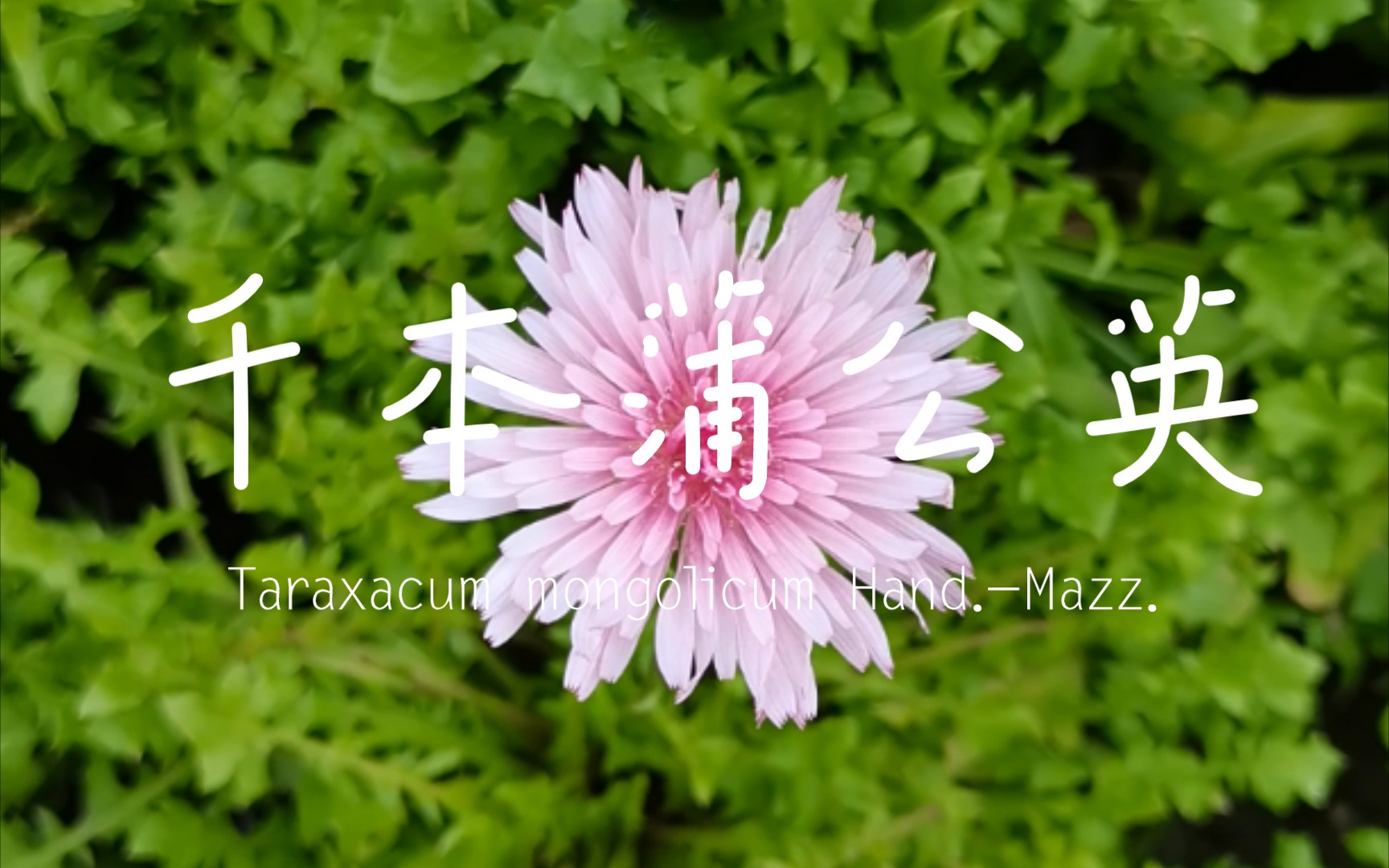 千本蒲公英 一朵粉色蒲公英 送给每一个心怀梦想的小可爱_哔哩哔哩