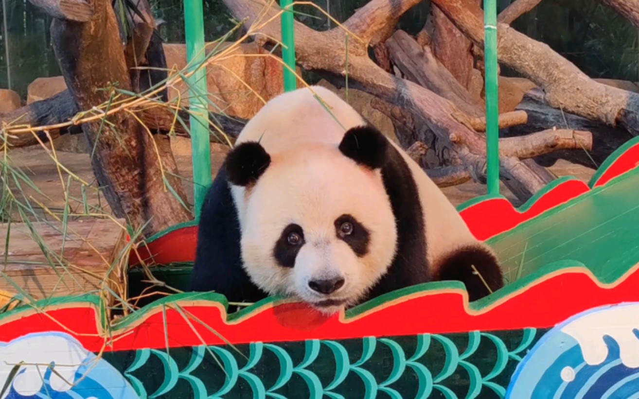 [大熊猫帅帅]眼睛像星星