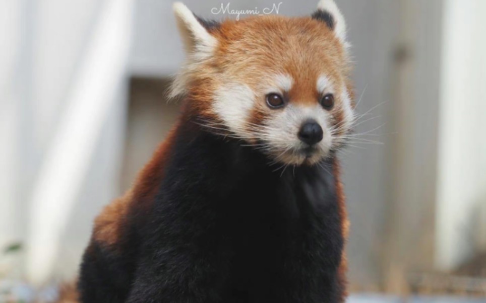 小熊猫可爱豆豆眼