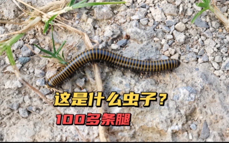 10多公分长,100多条腿,全身硬壳,越野能力超强,这是什么昆虫