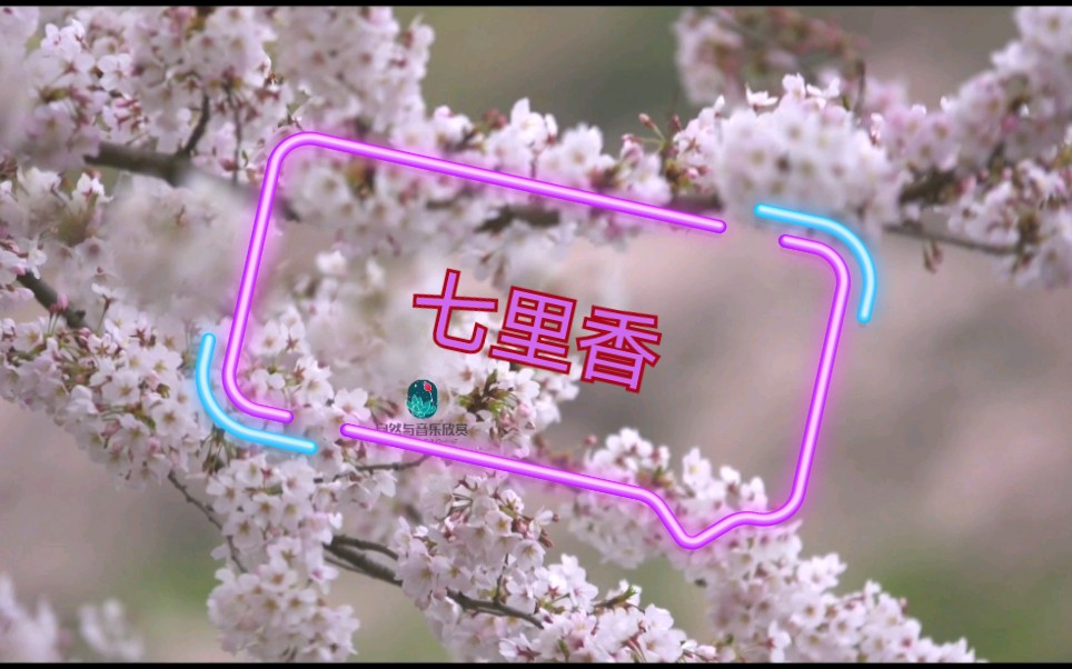 窗外的麻雀哔哩哔哩bilibili