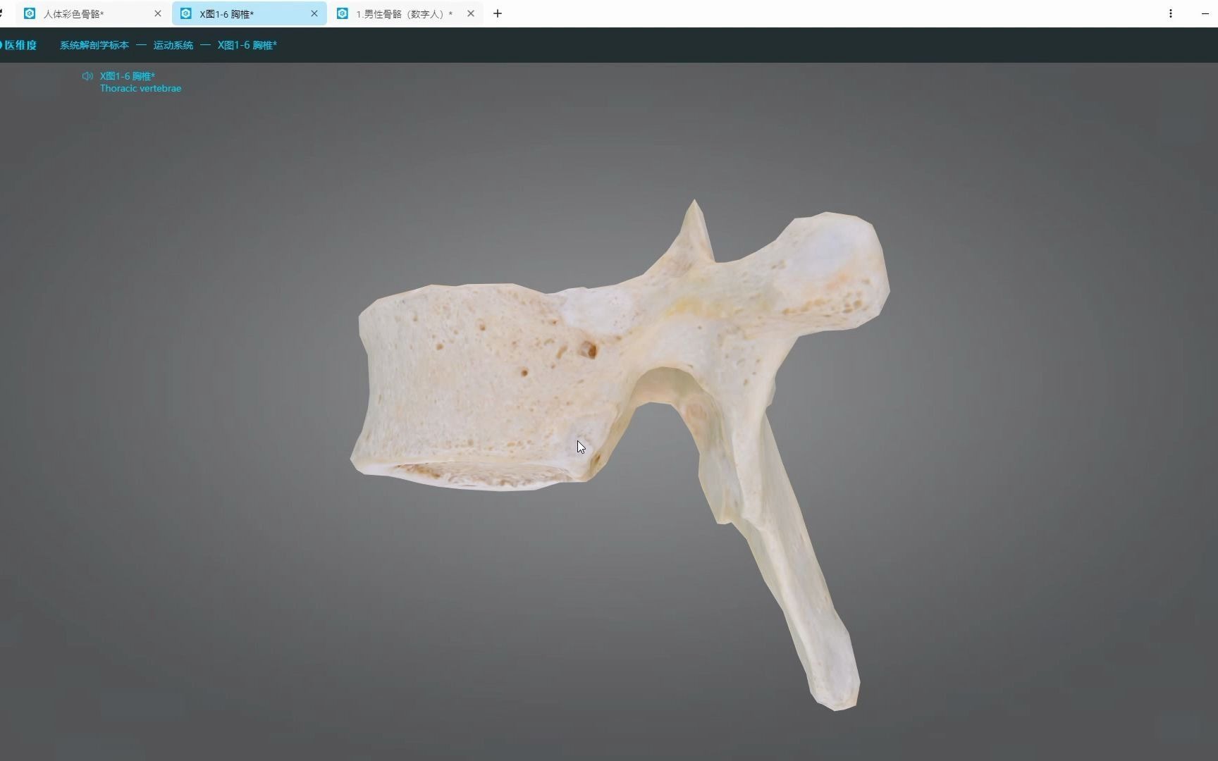 【医维度解剖app】胸椎的特点哔哩哔哩bilibili