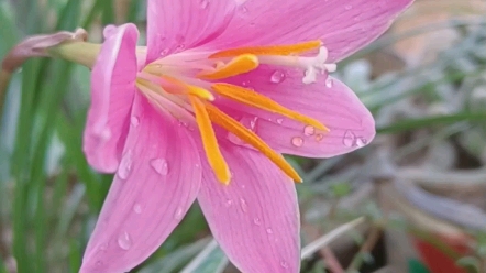 风雨兰的花语是坚韧、坚强、纯洁,它寓意着不畏艰辛、勇往直前.愿所有和我一样在路上的人们所向披靡,梦想都能照进现实……哔哩哔哩bilibili