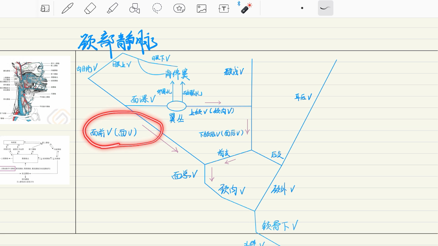 口腔颌面外科脉络手绘(自制版)—颈部静脉哔哩哔哩bilibili