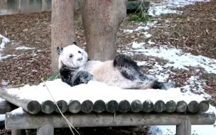 Скачать видео: 福宝成长记:福宝玩雪名场面，福猪猪神图出处～