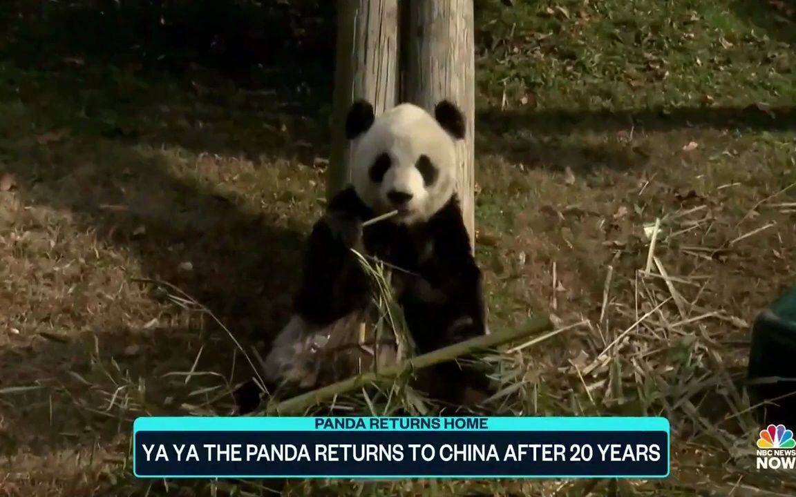 (英语生肉)大熊猫丫丫在美国20年后,终于回到中国.哔哩哔哩bilibili