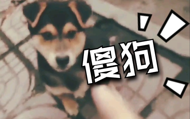 [图]【中华田园犬】【张神童】汪喵收集站vlog#2 喜欢在裙子上打滚的两个月大小土狗