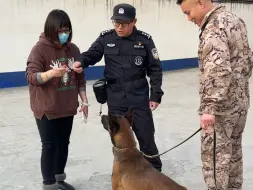 Tải video: 领养人来了，退役警犬安南比领养人预想的更热情更活泼，领养人得花点时间培养一下亲和关系