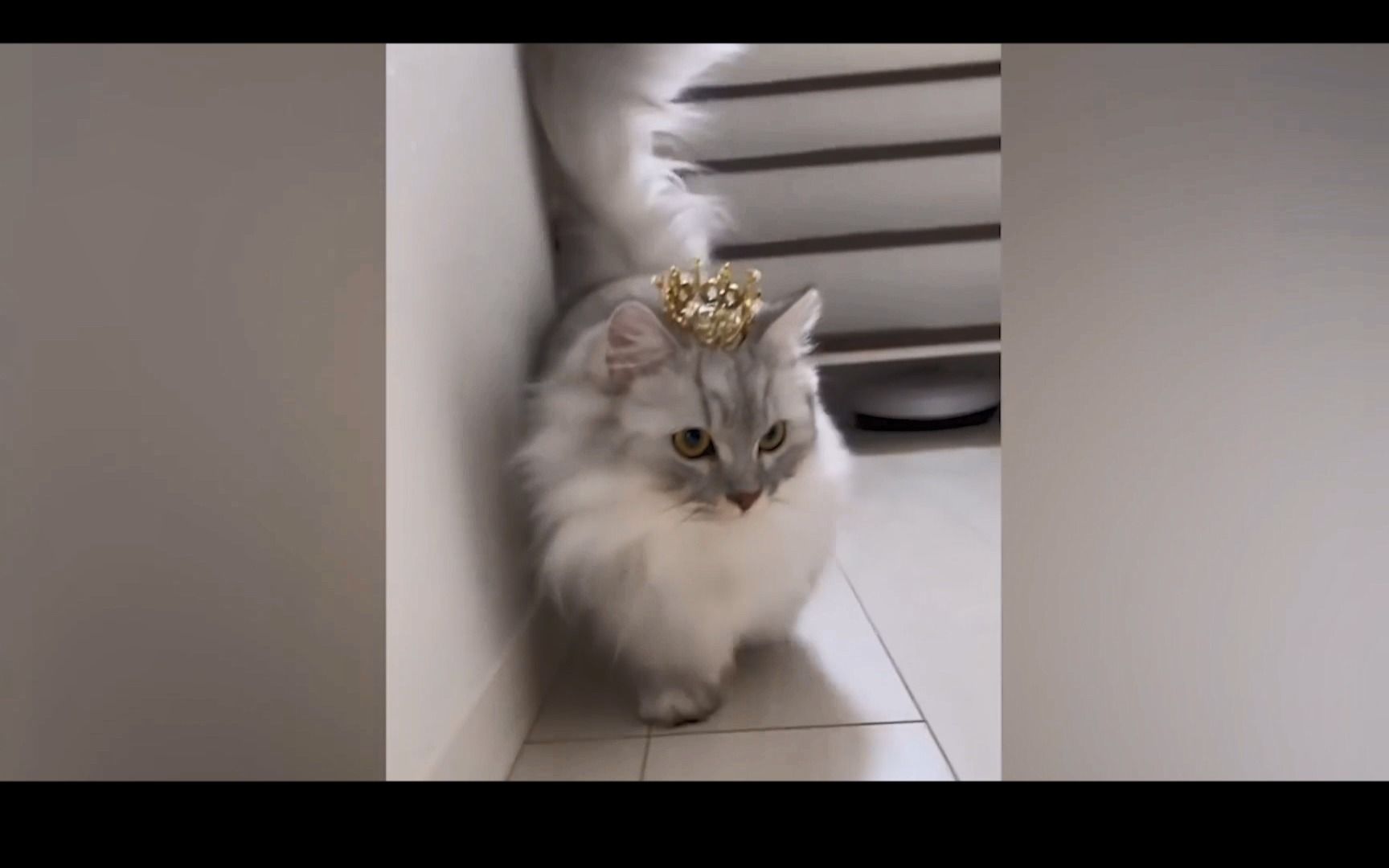 动物奇妙物语 part2