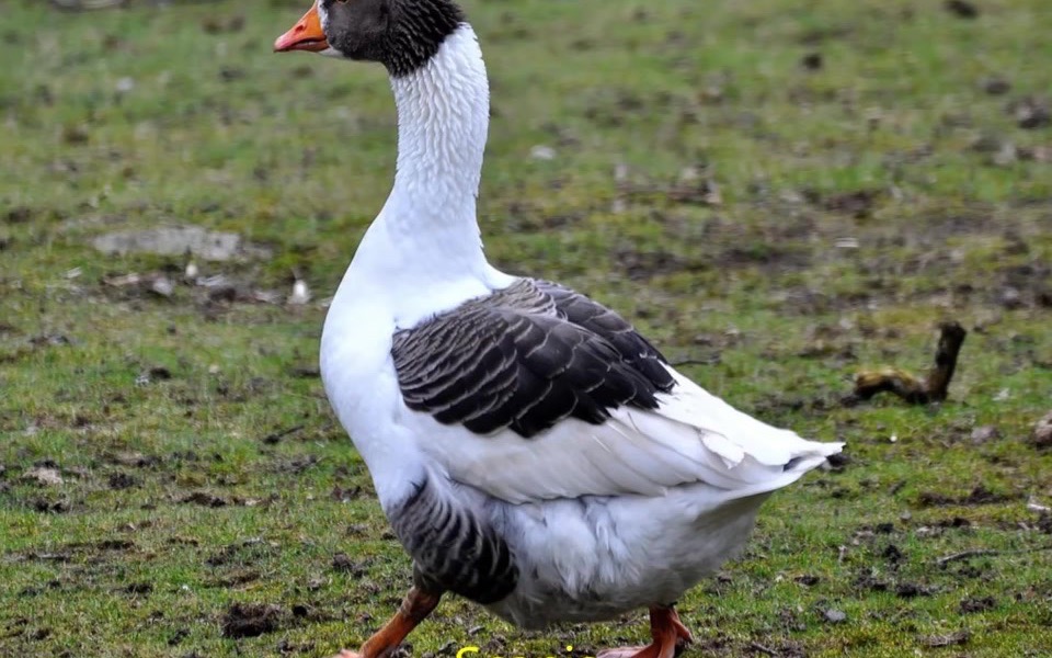 家鹅图鉴,逾60种(All goose breeds. Over 60 breeds)哔哩哔哩bilibili