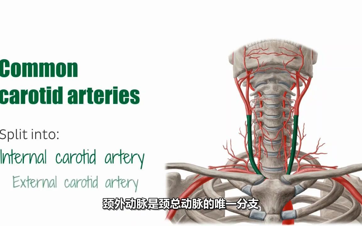 头颈动脉概述  人体解剖学哔哩哔哩bilibili