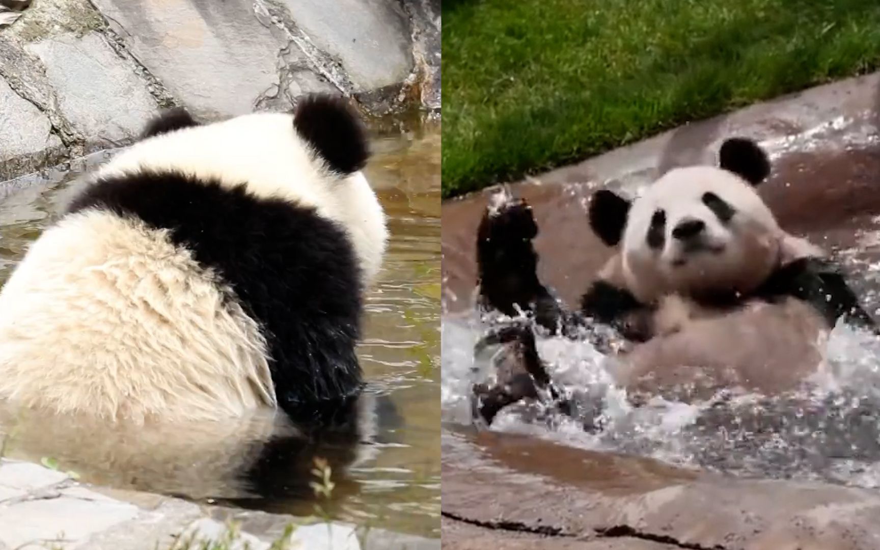 万人围观的洗澡,大熊猫泡澡萌化众人,最后这个动作笑疯了