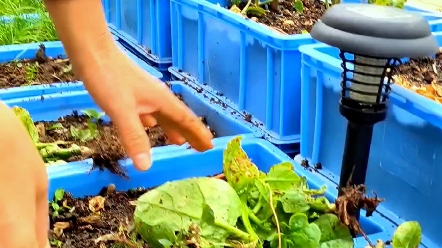 [图]楼顶菜园野菜吃不完怎么办？拔掉晒干沤肥