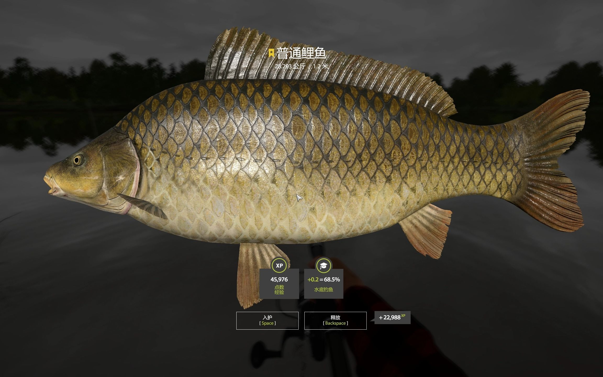 鲤鱼湖每日一星