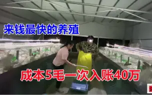 Video herunterladen: 来钱最快的养殖，卖75元一只，成本才5毛，50天出一批入账40万！