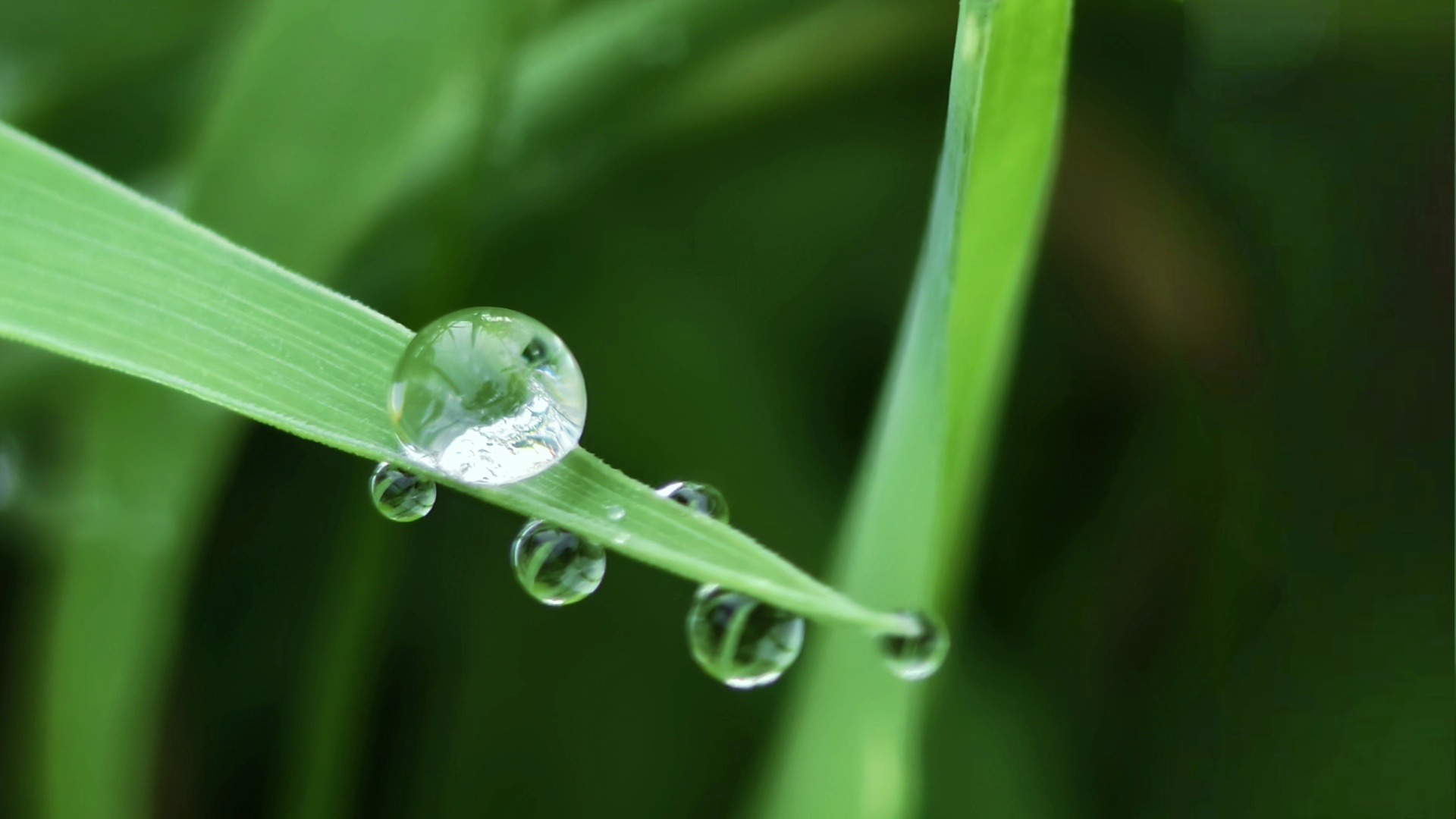 摄影眼 雨后露珠剪影