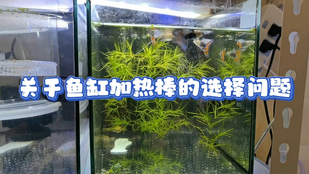 關於魚缸加熱棒的選擇問題