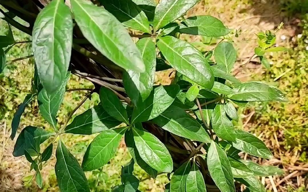 羊奶参#野生植物#美食#四叶参