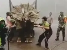 Скачать видео: 印度尼西亚警察捕获野生三角龙！三角龙也打赢复活赛了！