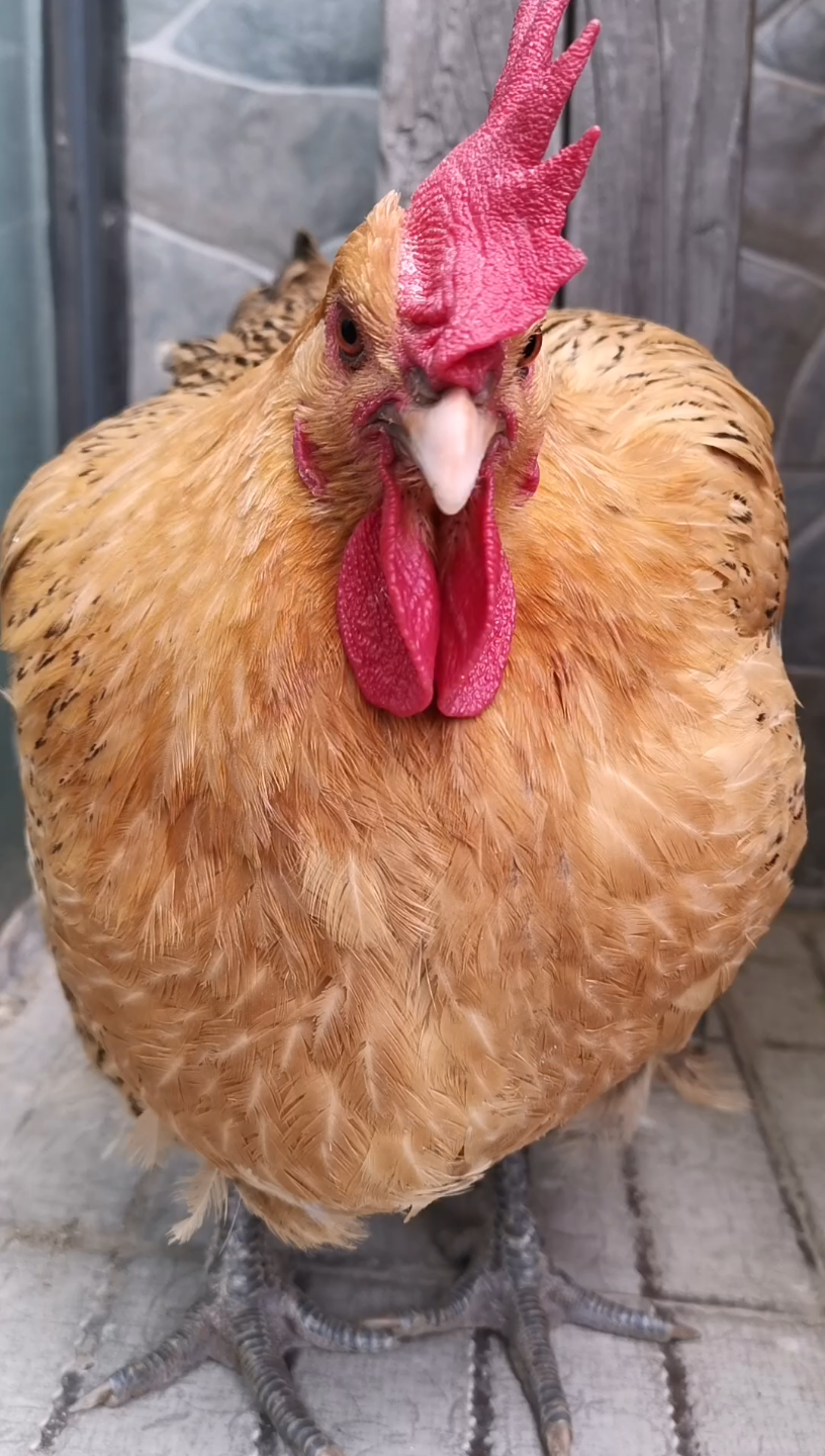 活动  吃饱就犯困的咕咕鸡