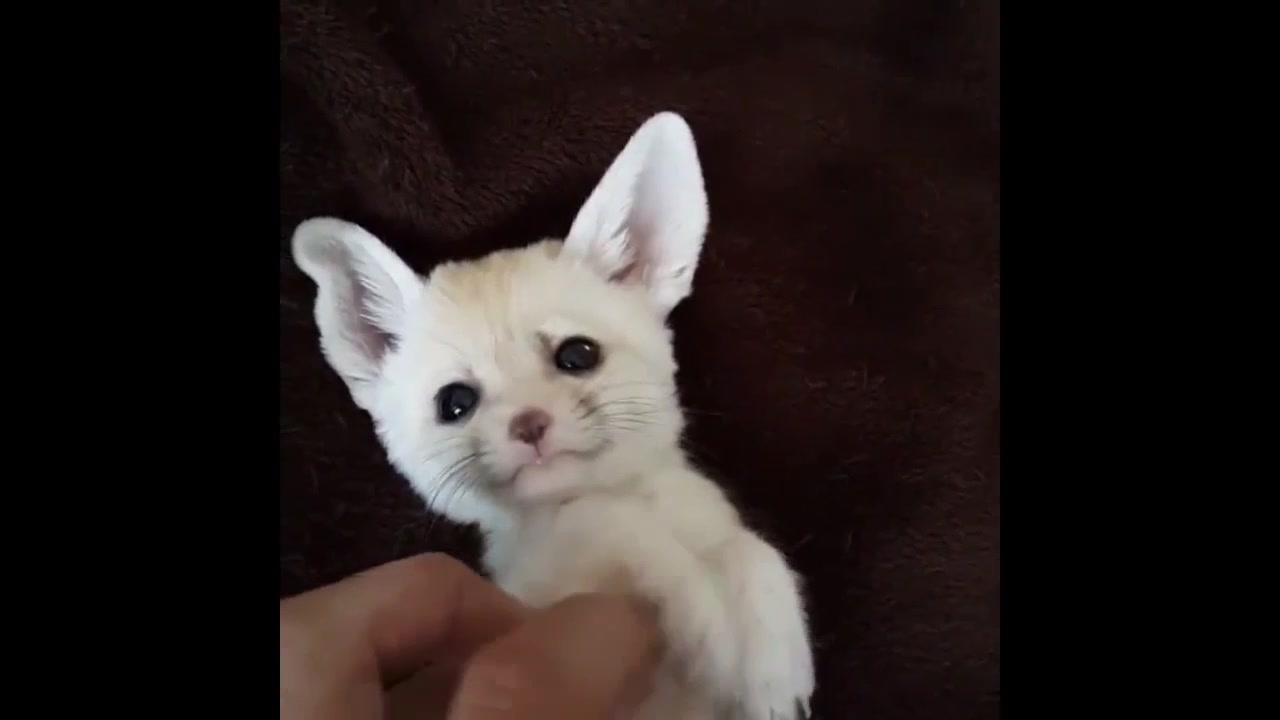 小狐狸宝宝很会享受,喜欢主人按摩(2961 . 6129)