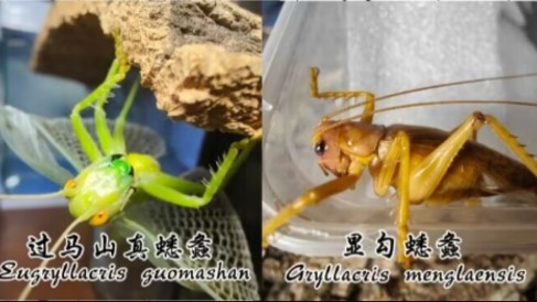 当蟋螽们遇到老螳螂