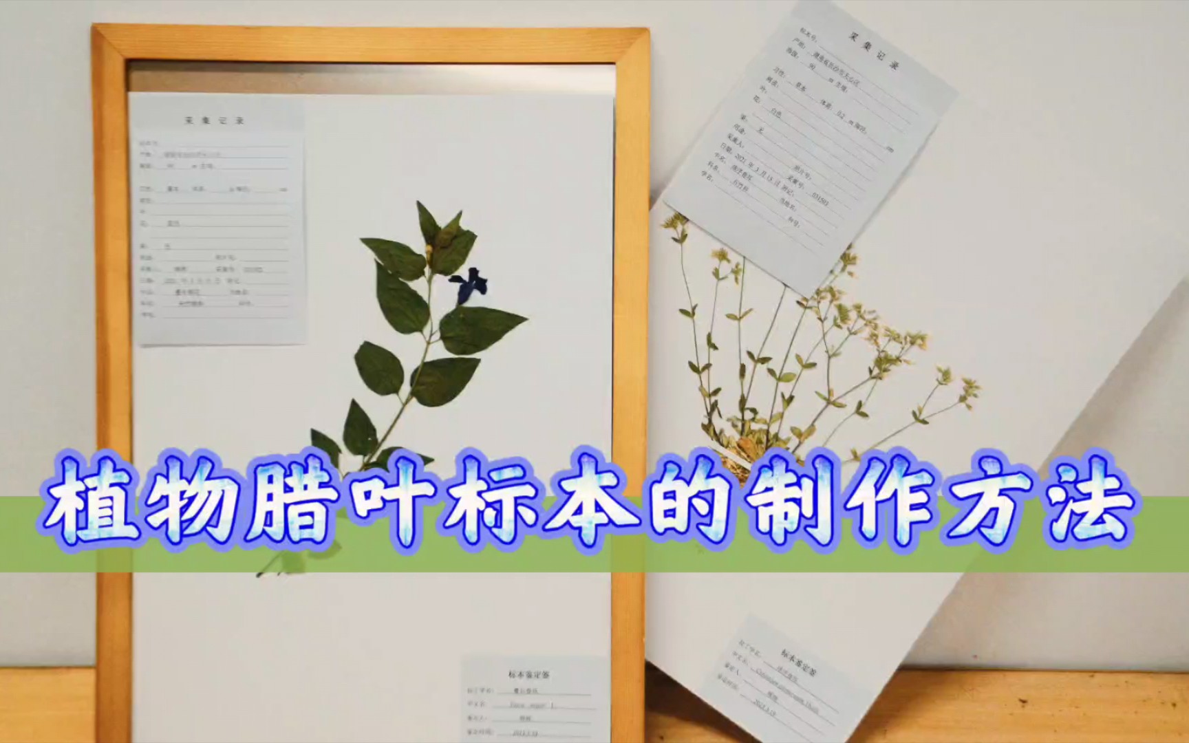 植物腊叶标本的制作方法(一、植物标本的采集)哔哩哔哩bilibili