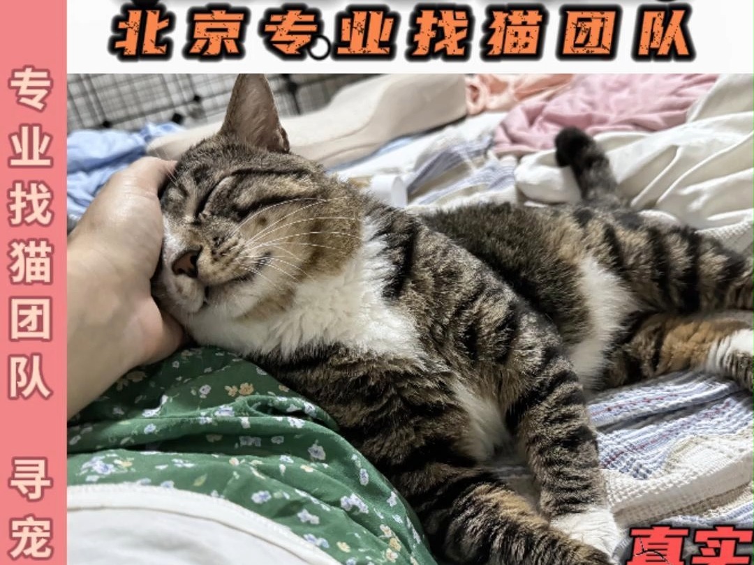 北京专业找猫团队 海淀区成功找回猫咪哔哩哔哩bilibili