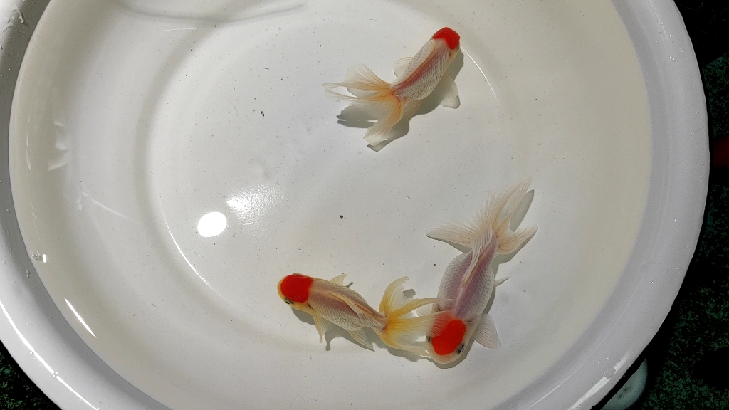 凤鹤胖乎乎 小红帽也可爱