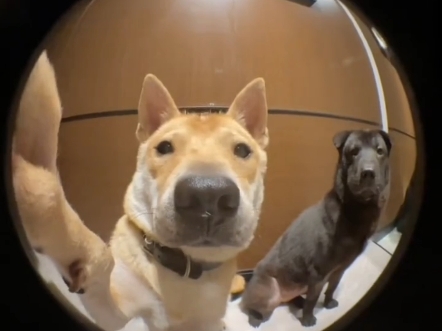 狗狗回家干敲门主人不开,从优雅按门铃到暴躁敲门,直到门锁没电