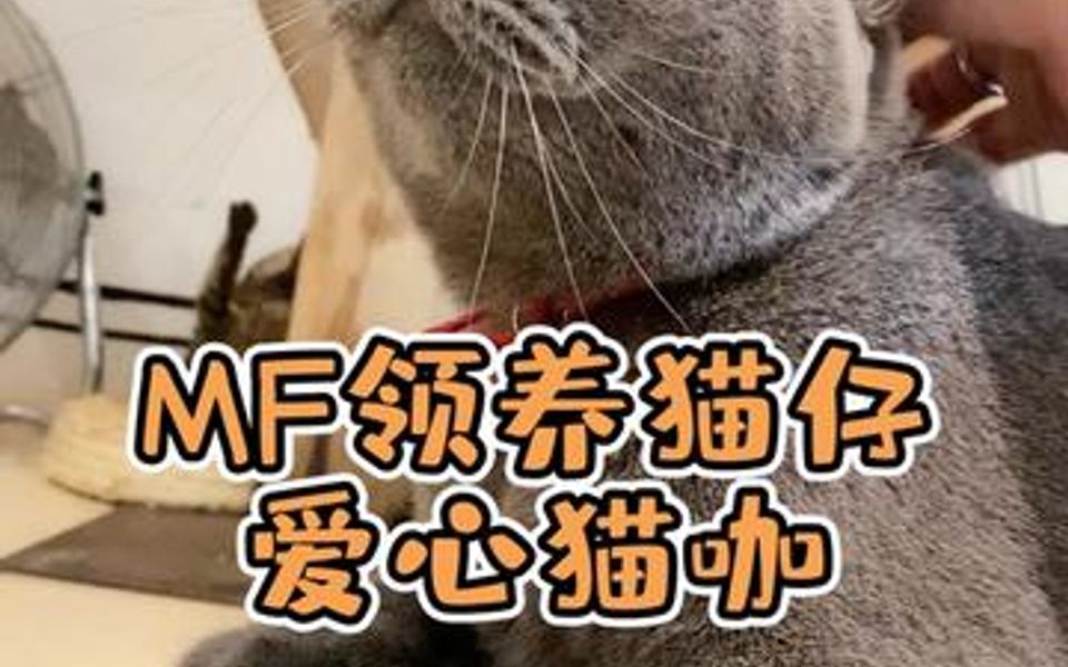 广州可以M费领养猫仔的猫咖,小姐姐是真的爱猫~希望每个猫猫都能找到爱自己的妈咪啦!哔哩哔哩bilibili