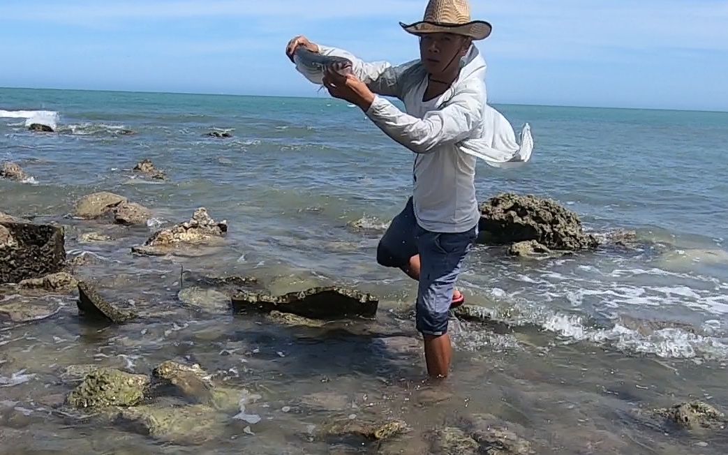 阿波白天赶海养家远远发现水里一条白色的大货急忙跳下去捞