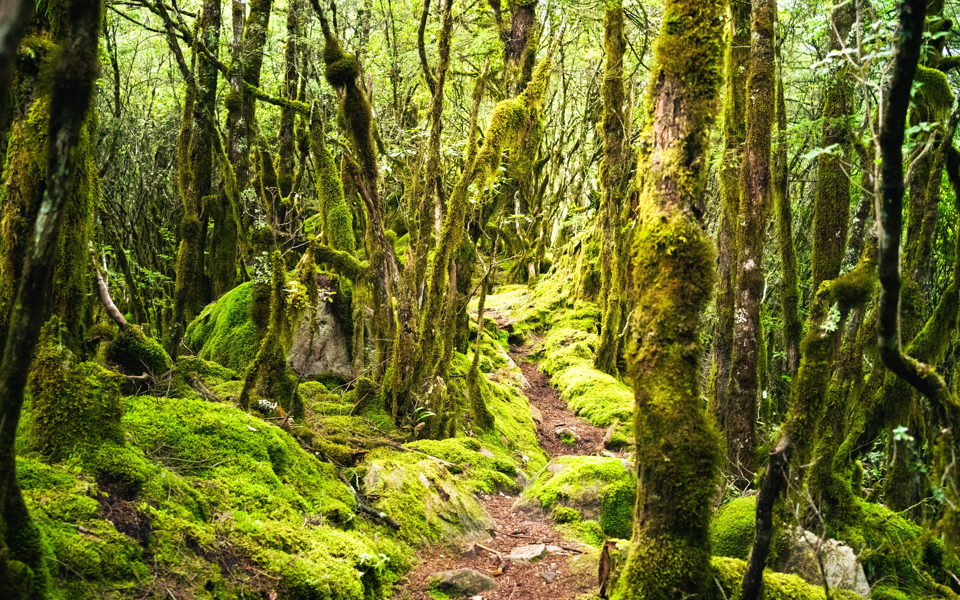 穿过魔幻森林,走进天空之城|成都周边俄尔则俄徒步