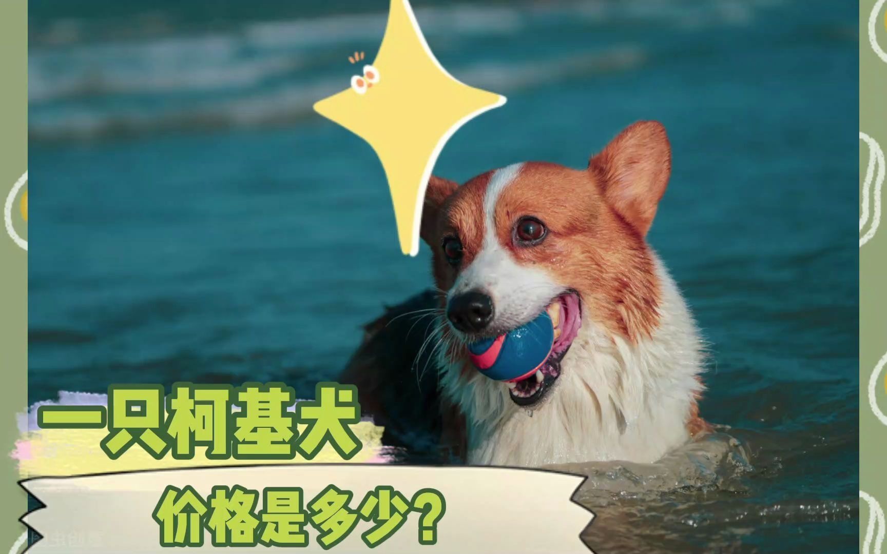 一只柯基犬的价格是多少?哔哩哔哩bilibili