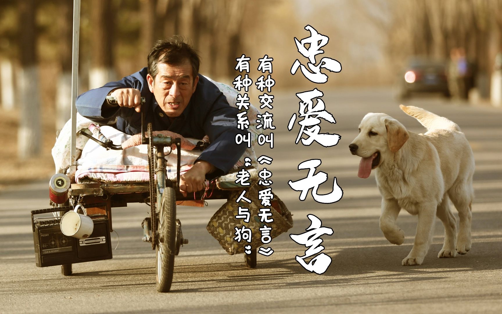 国产版《忠犬八公》,真实故事比电影还要感人,看完眼睛湿透了哔哩哔哩bilibili