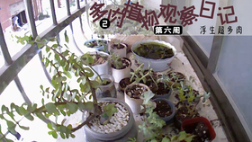多肉植物观察日记2 第八周 18 10 26 哔哩哔哩 つロ干杯 Bilibili