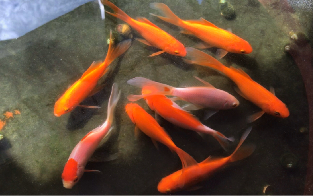 【金鱼】几毛一条的小草金の成长