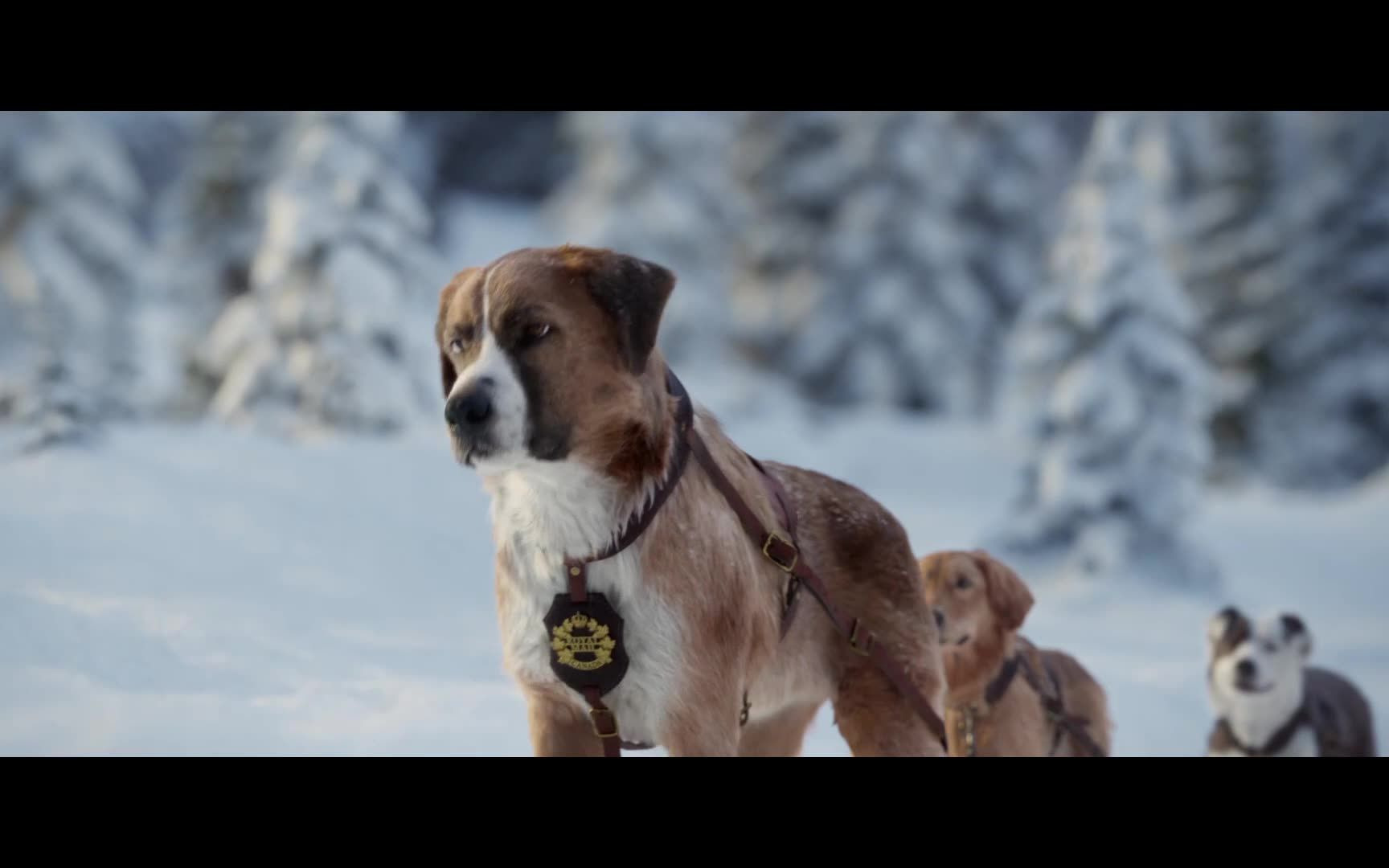 野性的呼唤_哔哩哔哩 (゜-゜)つロ 干杯~-bilibili