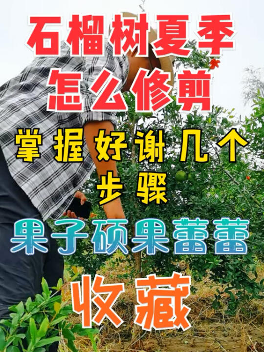 家中的石榴树,果树怎么修剪 看过来!哔哩哔哩bilibili