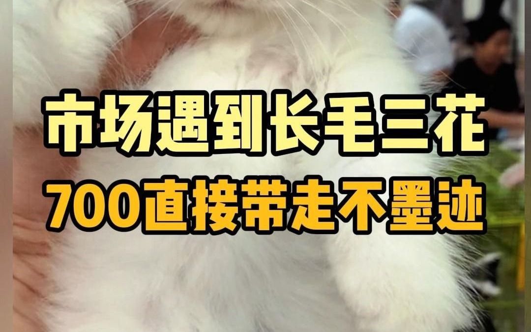 市场遇到长毛三花700带走不墨迹!哔哩哔哩bilibili