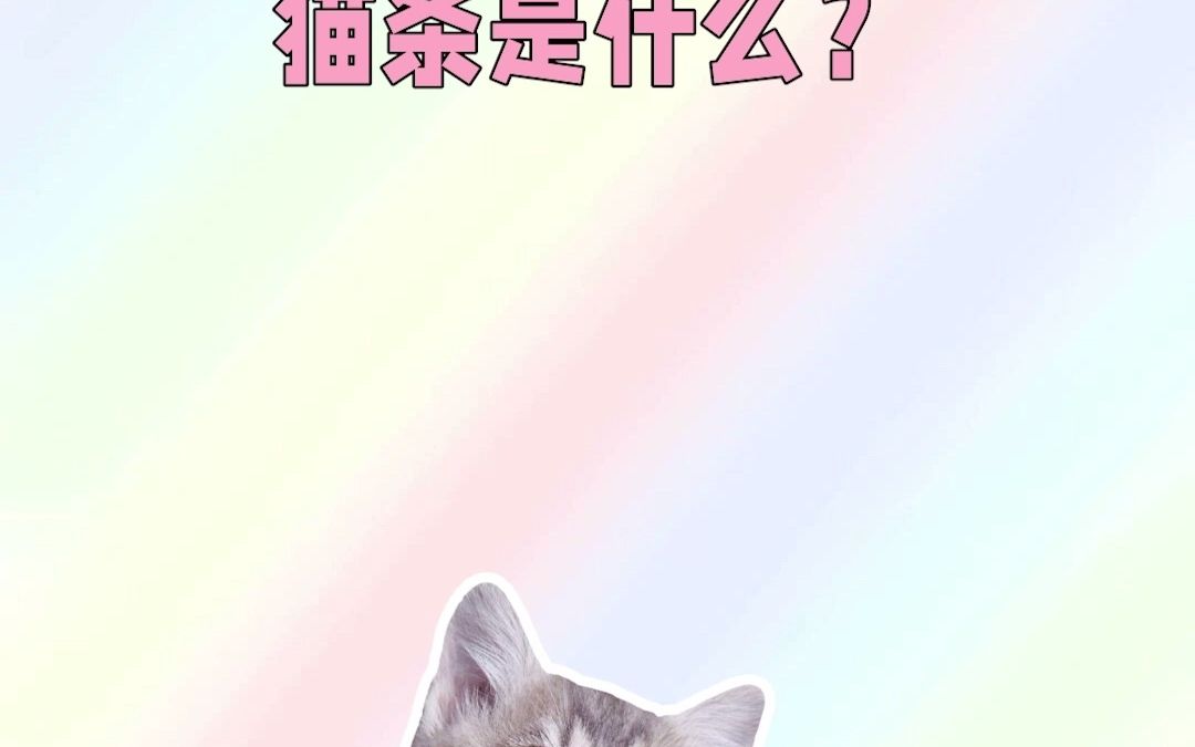 猫条是什么?哔哩哔哩bilibili