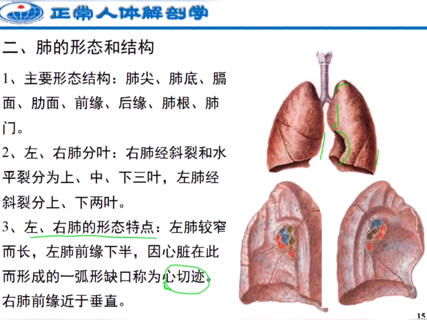 人体解刨学:肺的位置和形态及结构哔哩哔哩bilibili