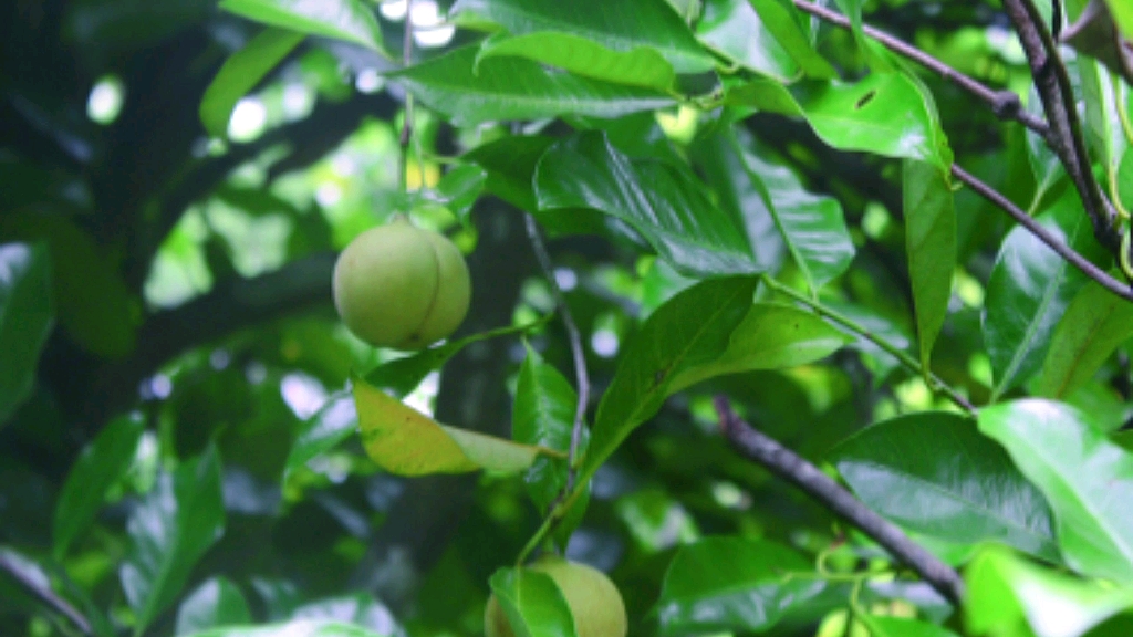 魅力中草药每日一药之肉豆蔻